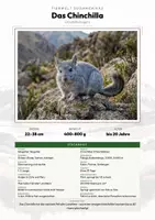 Vorschau - Arbeitsblätter - Chinchilla Steckbrief – Lesetext, Lückentext, Weltkarte & Arbeitsblatt - Deckblatt