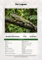 Vorschau - Arbeitsblätter - Leguan Steckbrief – Lesetext, Lückentext, Weltkarte & Arbeitsblatt - Deckblatt