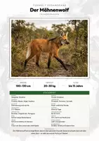 Vorschau - Arbeitsblätter - Mähnenwolf Steckbrief – Lesetext, Lückentext, Weltkarte & Arbeitsblatt - Deckblatt