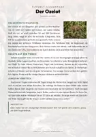 Vorschau - Arbeitsblätter - Regenwaldtiere Südamerikas – 14 Tier-Steckbriefe – Sachunterricht Grundschule – Materialpaket - Seite 2