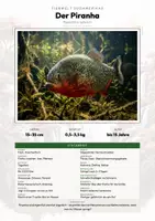 Vorschau - Arbeitsblätter - Tiere Brasilien – 25 Steckbriefe – Sachunterricht Grundschule – Materialpaket - Deckblatt
