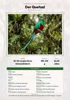 Vorschau - Arbeitsblätter - Quetzal Steckbrief – Lesetext, Lückentext, Weltkarte & Arbeitsblatt - Deckblatt
