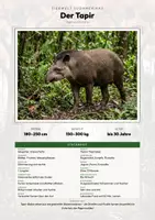 Vorschau - Arbeitsblätter - Tapir Steckbrief – Lesetext, Lückentext, Weltkarte & Arbeitsblatt - Deckblatt