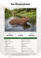 Vorschau - Arbeitsblätter - Wasserschwein Steckbrief – Lesetext, Lückentext, Weltkarte & Arbeitsblatt - Deckblatt