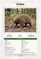 Vorschau - Arbeitsblätter - Inseltiere – Madagaskar, Galapagos & Neuseeland – 18 Tier-Steckbriefe – Sachunterricht Grundschule – Materialpaket - Deckblatt