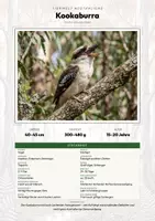 Vorschau - Arbeitsblätter - Kookaburra Steckbrief – Lesetext, Lückentext, Weltkarte & Arbeitsblatt - Deckblatt