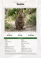 Vorschau - Arbeitsblätter - Quokka Steckbrief – Lesetext, Lückentext, Weltkarte & Arbeitsblatt - Deckblatt