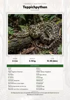 Vorschau - Arbeitsblätter - Teppichpython Steckbrief – Lesetext, Lückentext, Weltkarte & Arbeitsblatt - Deckblatt