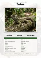 Vorschau - Arbeitsblätter - Tuatara Steckbrief – Lesetext, Lückentext, Weltkarte & Arbeitsblatt - Deckblatt