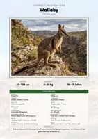 Vorschau - Arbeitsblätter - Wallaby Steckbrief – Lesetext, Lückentext, Weltkarte & Arbeitsblatt - Deckblatt