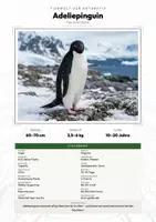Vorschau - Arbeitsblätter - Adeliepinguin Steckbrief – Lesetext, Lückentext, Weltkarte & Arbeitsblatt - Deckblatt