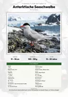 Vorschau - Arbeitsblätter - Antarktische Seeschwalbe Steckbrief – Lesetext, Lückentext, Weltkarte & Arbeitsblatt - Deckblatt