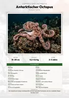 Vorschau - Arbeitsblätter - Tiefseetiere – 6 Tier-Steckbriefe – Sachunterricht Grundschule – Materialpaket - Deckblatt
