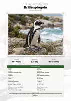 Vorschau - Arbeitsblätter - Brillenpinguin Steckbrief – Lesetext, Lückentext, Weltkarte & Arbeitsblatt - Deckblatt
