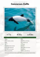 Vorschau - Arbeitsblätter - Commerson-Delfin Steckbrief – Lesetext, Lückentext, Weltkarte & Arbeitsblatt - Deckblatt
