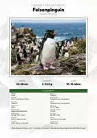 Vorschau - Arbeitsblätter - Felsenpinguin Steckbrief – Lesetext, Lückentext, Weltkarte & Arbeitsblatt - Deckblatt