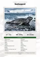 Vorschau - Arbeitsblätter - Tiere der Antarktis – 49 Tier-Steckbriefe – Sachunterricht Grundschule – Materialpaket - Seite 1
