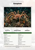Vorschau - Arbeitsblätter - Seespinne Steckbrief – Lesetext, Lückentext, Weltkarte & Arbeitsblatt - Deckblatt