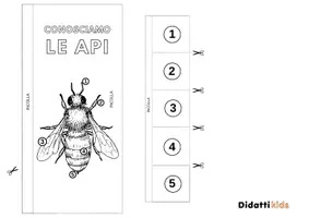 anteprima - Materiale di supporto/inclusione - Conosciamo le api lapbook giornata delle api - Pagina 2