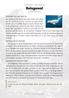 Vorschau - Arbeitsblätter - Belugawal Steckbrief – Lesetext, Lückentext, Weltkarte & Arbeitsblatt - Seite 1