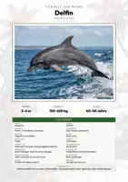 Vorschau - Arbeitsblätter - Wale & Delfine – 16 Tier-Steckbriefe – Sachunterricht Grundschule – Materialpaket - Deckblatt