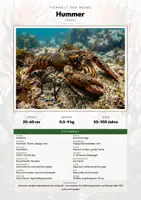 Vorschau - Arbeitsblätter - Hummer Steckbrief – Lesetext, Lückentext, Weltkarte & Arbeitsblatt - Deckblatt