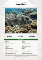 Vorschau - Arbeitsblätter - Kugelfisch Steckbrief – Lesetext, Lückentext, Weltkarte & Arbeitsblatt - Deckblatt