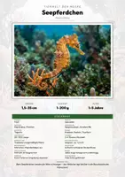 Vorschau - Arbeitsblätter - Fische der Welt – 21 Tier-Steckbriefe – Sachunterricht Grundschule – Materialpaket - Seite 1