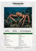 Vorschau - Arbeitsblätter - Tiefseekrebs Steckbrief – Lesetext, Lückentext, Weltkarte & Arbeitsblatt - Deckblatt