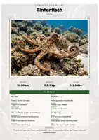 Vorschau - Arbeitsblätter - Tintenfisch Steckbrief – Lesetext, Lückentext, Weltkarte & Arbeitsblatt - Deckblatt