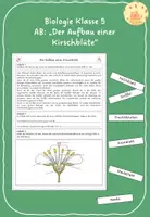 Vorschau - Arbeitsblätter - AB: Der Aufbau einer Kirschblüte - Deckblatt