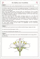 Vorschau - Arbeitsblätter - AB: Der Aufbau einer Kirschblüte - Seite 2