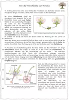 Vorschau - Arbeitsblätter - AB: Von der Kirschblüte zur Kirsche - Seite 2