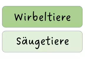 Vorschau - Präsentationen/Tafelbilder - Tafelmaterial: Die 5 Klassen der Wirbeltiere - Seite 2