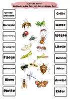 Vorschau - Arbeitsblätter - Lese-Zuordnungsspiel Insekten – Klasse 2 – 4 - Seite 1