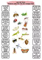 Vorschau - Arbeitsblätter - Lese-Zuordnungsspiel Insekten – Klasse 2 – 4 - Seite 2