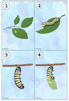 Vorschau - Arbeitsblätter - Lesespaziergang Schmetterling (3 Differenzierungen) - Seite 2