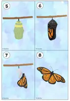 Vorschau - Arbeitsblätter - Lesespaziergang Schmetterling (3 Differenzierungen) - Seite 3