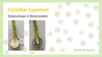 Vorschau - Stationenlernen - Frühblüher Experiment, Schritt für Schritt (Stärkenachweis in Blüherzwiebel) - Seite 1