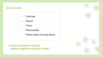 Vorschau - Stationenlernen - Frühblüher Experiment, Schritt für Schritt (Stärkenachweis in Blüherzwiebel) - Seite 2