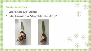Vorschau - Stationenlernen - Frühblüher Experiment, Schritt für Schritt (Stärkenachweis in Blüherzwiebel) - Seite 3