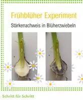 Vorschau - Stationenlernen - Frühblüher Experiment, Schritt für Schritt (Stärkenachweis in Blüherzwiebel) - Deckblatt