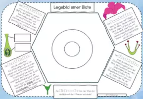 Vorschau - Unterrichtsreihen - Step by Step Anleitung für ein Legebild einer Tulpe - Seite 2