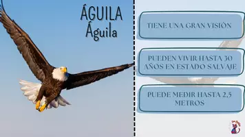 Vista previa - Decoración del aula - ¿Sabías qué ...? (Flashcards de los animales del alfabeto) - página 2