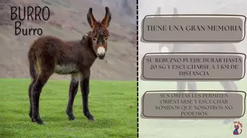 Vista previa - Decoración del aula - ¿Sabías qué ...? (Flashcards de los animales del alfabeto) - página 3