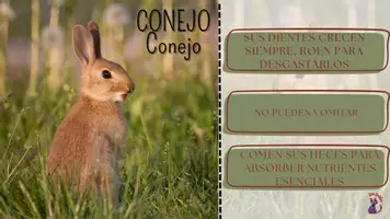 Vista previa - Decoración del aula - ¿Sabías qué ...? (Flashcards de los animales del alfabeto) - página 3