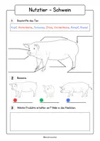 Vorschau - Arbeitsblätter - Schwein - Nutztier Sachunterricht Kl. 1/2 - Seite 3