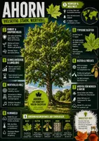 Vorschau - Poster - Lernkarte – Baumarten – Biologie – Pflanzen und Ökosysteme 6. Klasse - Seite 2