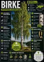 Vorschau - Poster - Lernkarte – Baumarten – Biologie – Pflanzen und Ökosysteme 6. Klasse - Seite 3