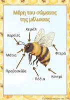 Προεπισκόπηση - Φύλλα εργασίας - Εξώφυλλο, Εποπτικό & Φύλλα εργασίας για τη μέλισσα - Σελίδα 2